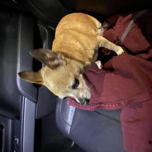 Found Dog Unknown