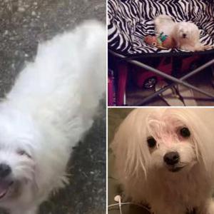 Lost Dog Beastie