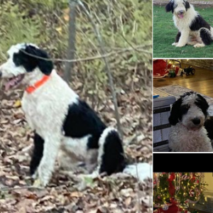 Lost Dog Sam