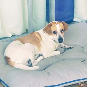 Lost Dog Milo