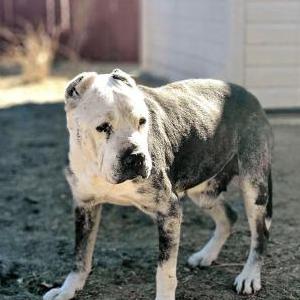 Found Dog unknown