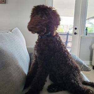 Lost Dog Coco