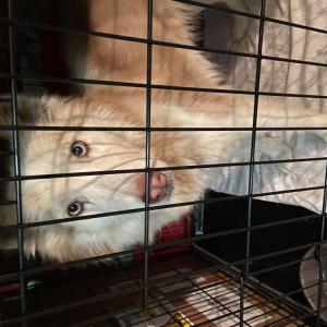 Found Dog Unknown