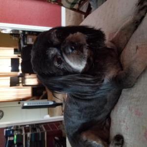 Lost Dog Zeus