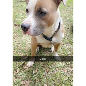 Lost Dog Dolce