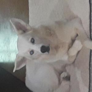 Lost Dog Luna