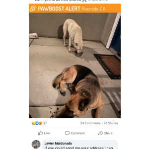 Lost Dog Nala