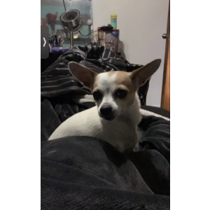 Lost Dog sugar