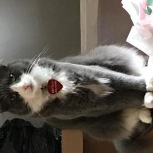 Lost Cat Patches
