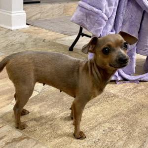 Found Dog Unknown
