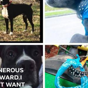 Lost Dog ACE