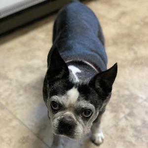 Lost Dog Diamond