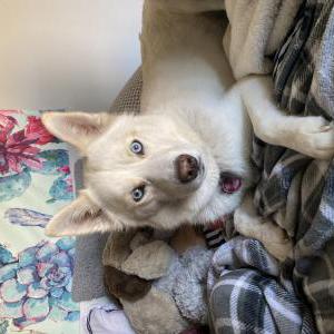 Lost Dog Baloo
