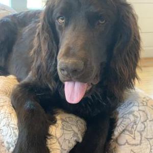 Lost Dog Wells