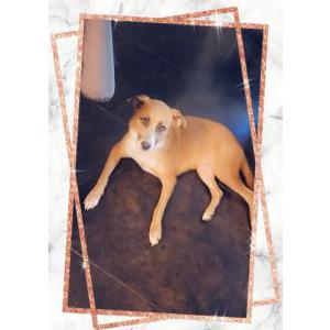 Lost Dog hershey