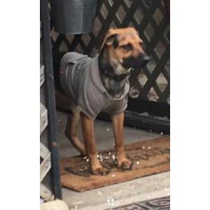 Lost Dog Bailey