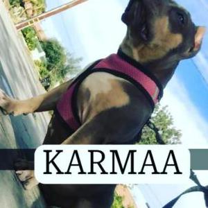 Lost Dog KARMAA