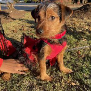 Lost Dog Kari