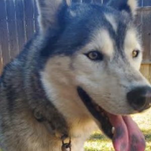 Found Dog unknown