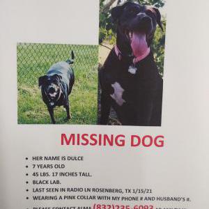 2nd Image of Dulce, Lost Dog