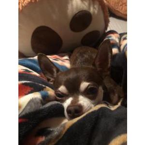 Found Dog Unknown