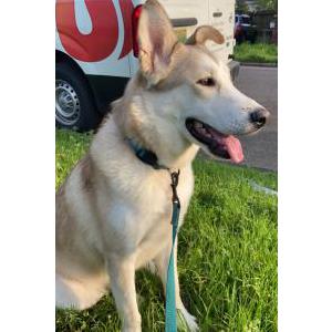 Lost Dog Lycan