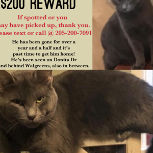 Lost Cat Lambo