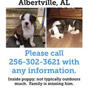 Lost Dog Poko
