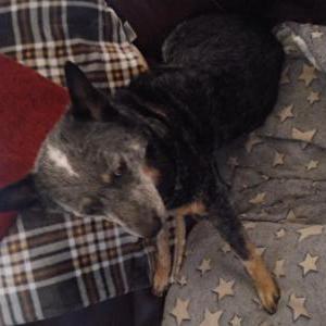 Lost Dog Lol Bit