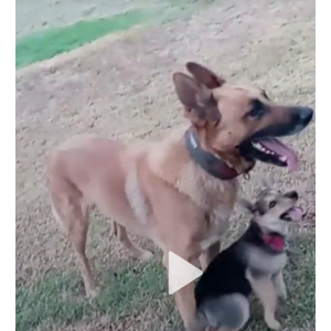 Lost Dog Buddy