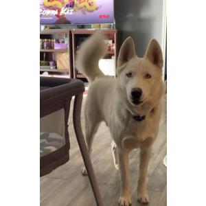 Lost Dog Simba