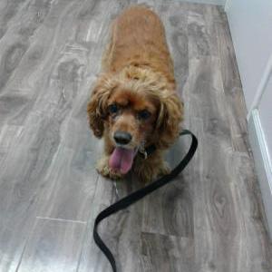 Lost Dog Charlie