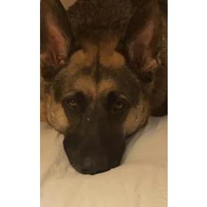 Lost Dog Matilda
