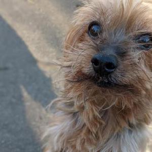 Found Dog Unknown