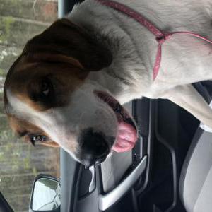 Found Dog Unknown