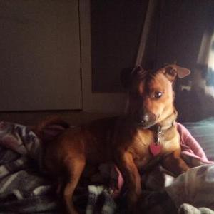 Lost Dog Tyrant
