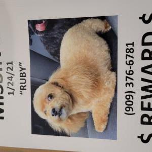 Lost Dog Ruby