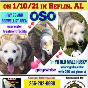 Lost Dog OSO