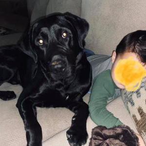 Lost Dog Gus