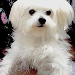 Lost Dog Jasper