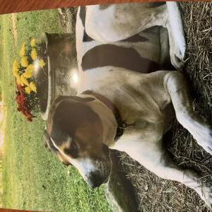 Lost Dog Jessie