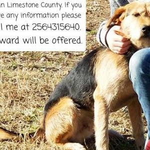 Lost Dog Bear