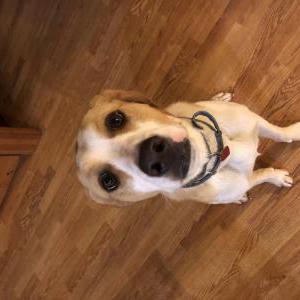 Lost Dog Bean