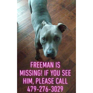 Lost Dog Freeman