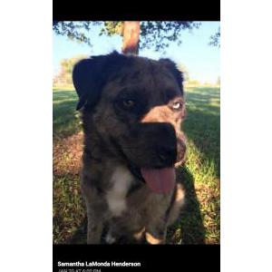 Lost Dog Rouge