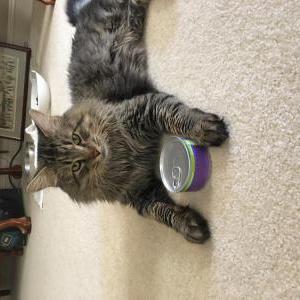Lost Cat Max