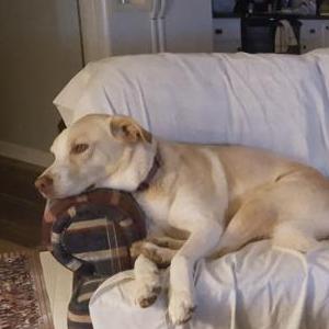 Lost Dog Nella