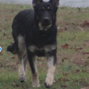 Lost Dog Jasper