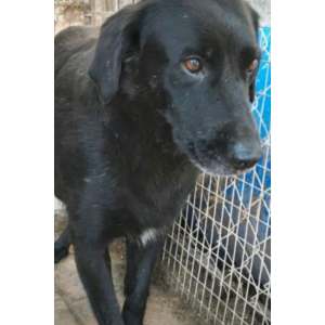 Lost Dog Elvis
