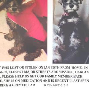 Lost Dog Baby